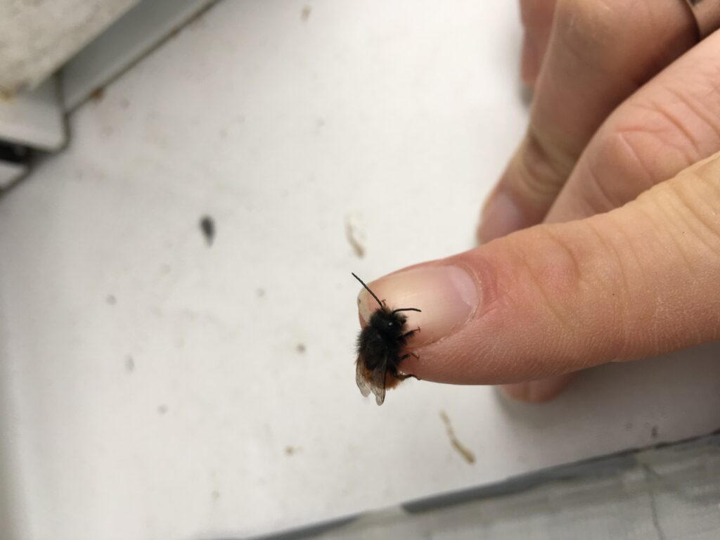 Gehörnete Mauerbiene nach dem schlüpfen