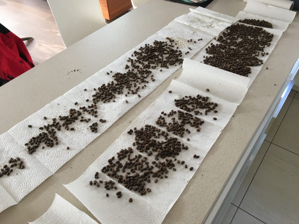 Mauerbienen Kokons werden gewaschen