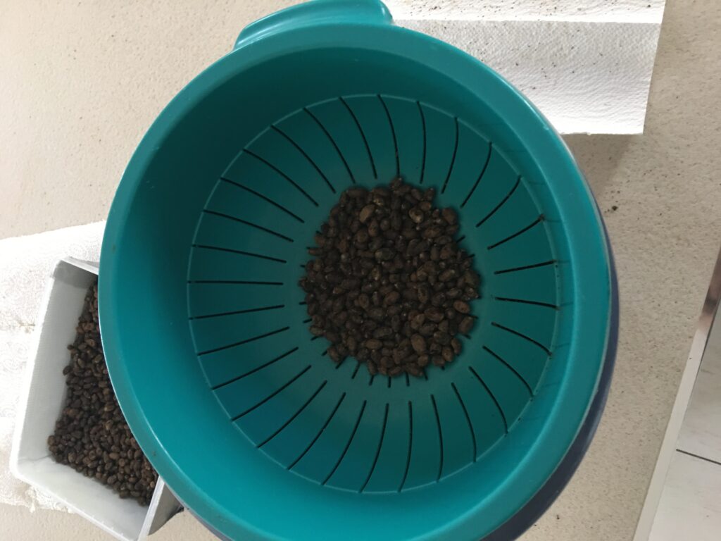 Trockene Mauerbienen Kokons werden gesiebt