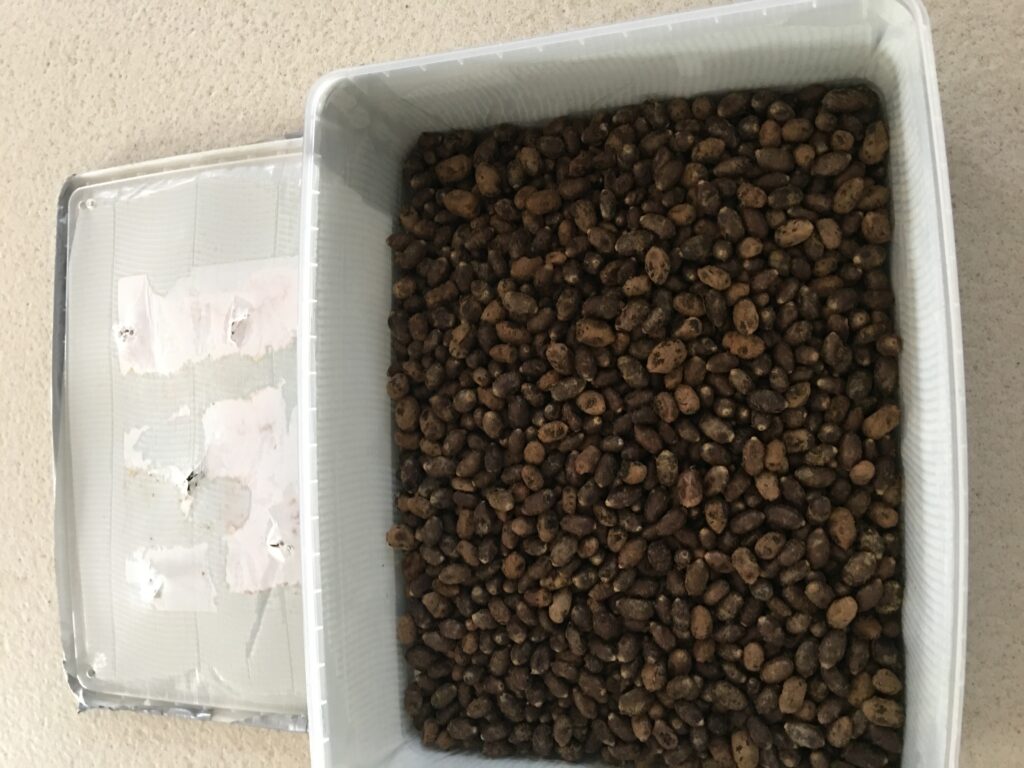 Mauerbienen Kokons in der Überwinterungsbox