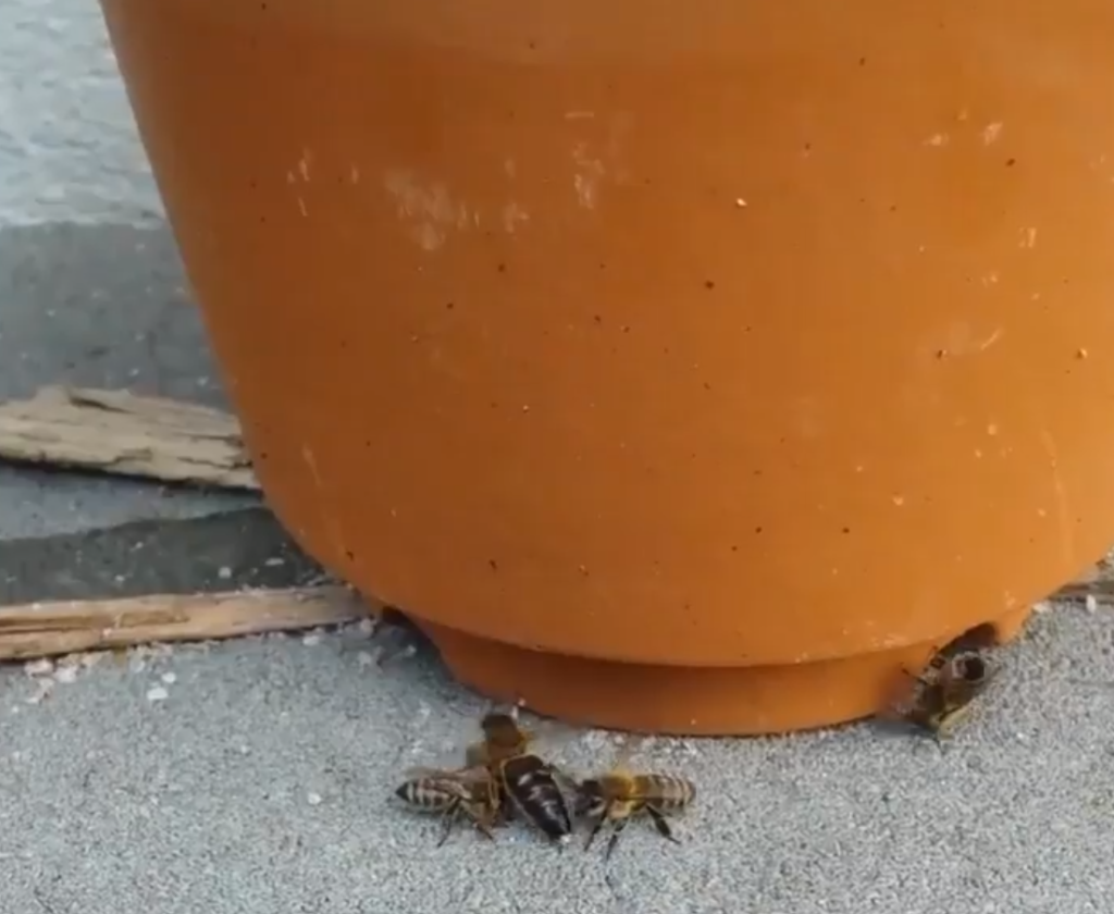 Bienenkönigin nach Begattungsflug