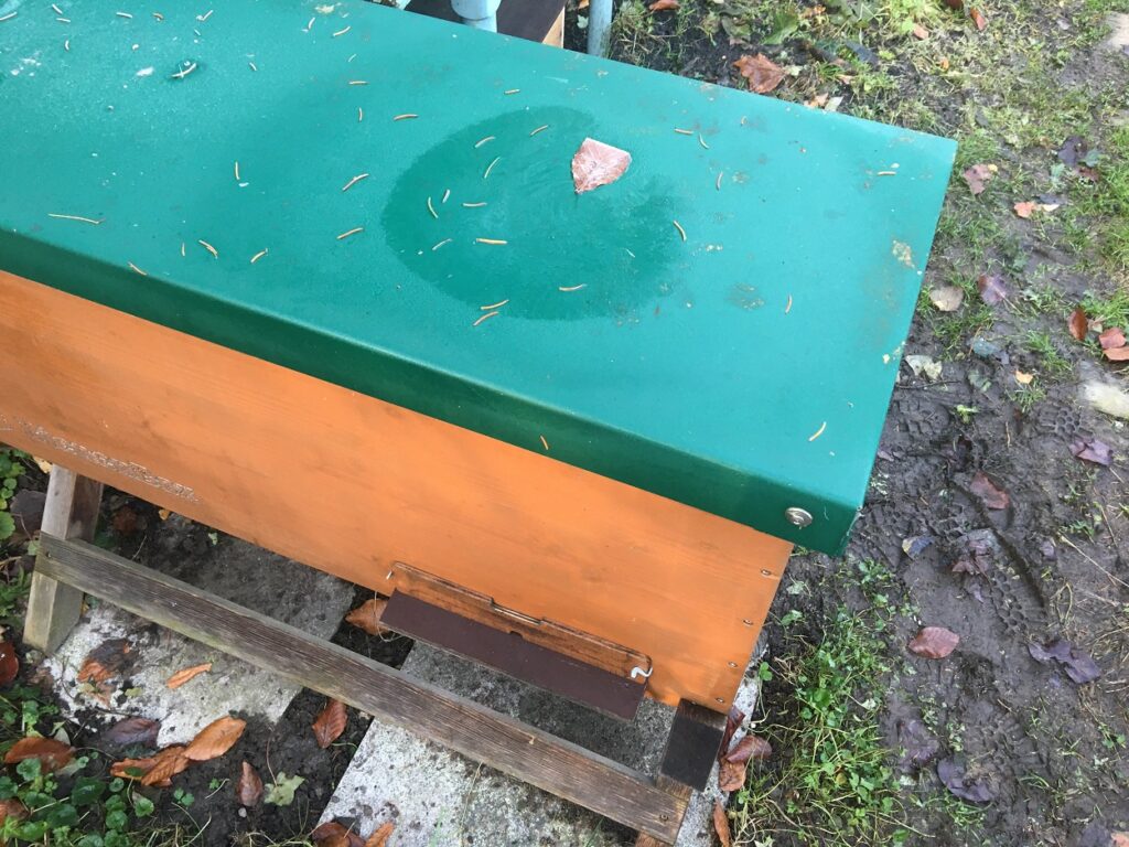Bienentraube Bienenbox Anfang Dezember 19