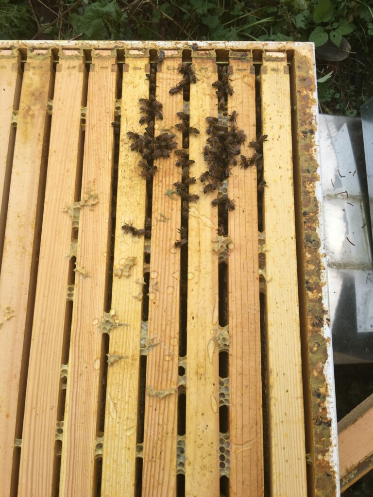 Oberansicht Oxuvar Winterbehandlung Dadant Volk 3