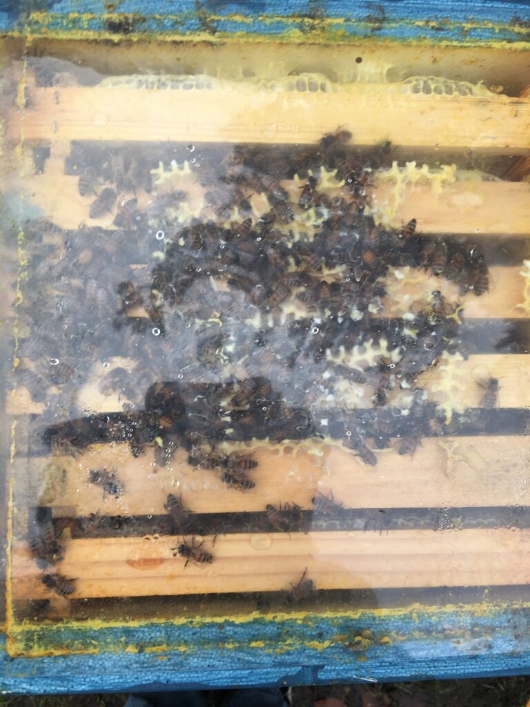 Oberansicht Oxuvar Winterbehandlung Mini Plus Volk 10