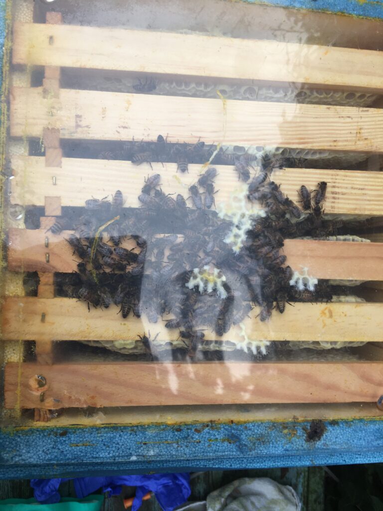 Oberansicht Oxuvar Winterbehandlung Mini Plus Volk 9