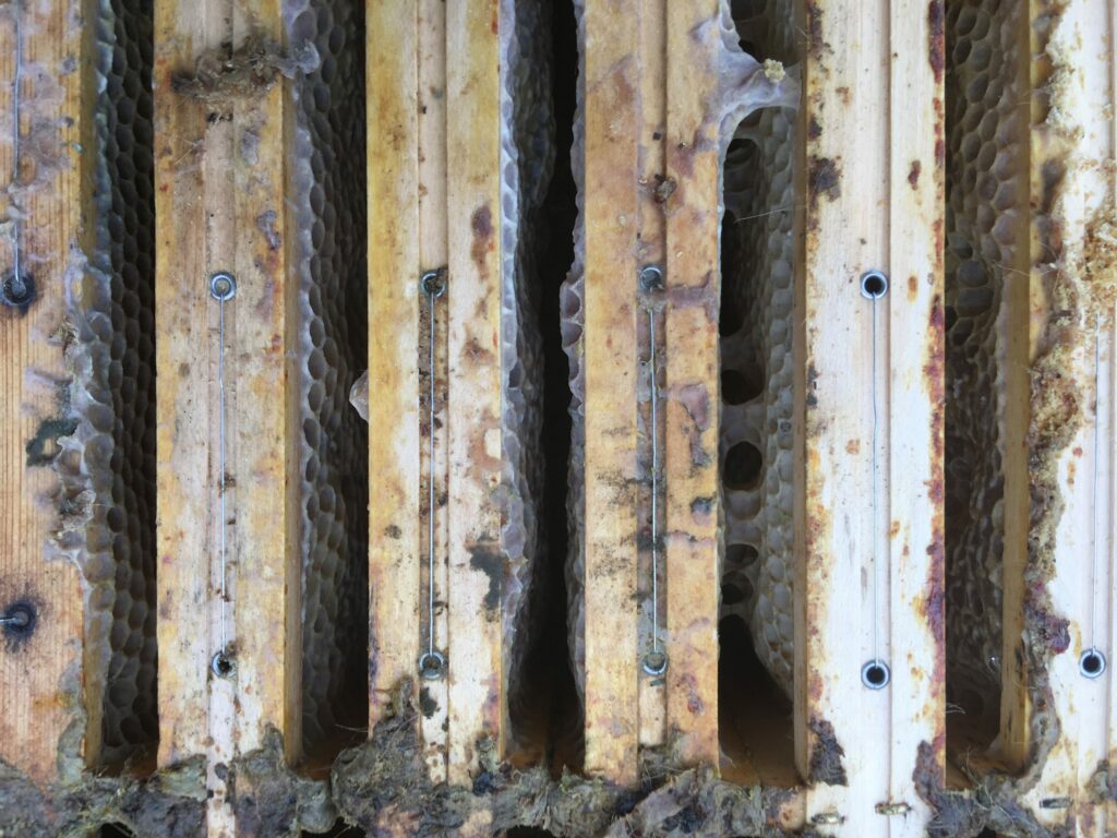 Oberansicht Oxuvar Winterbehandlung Bienenbox Volk 6