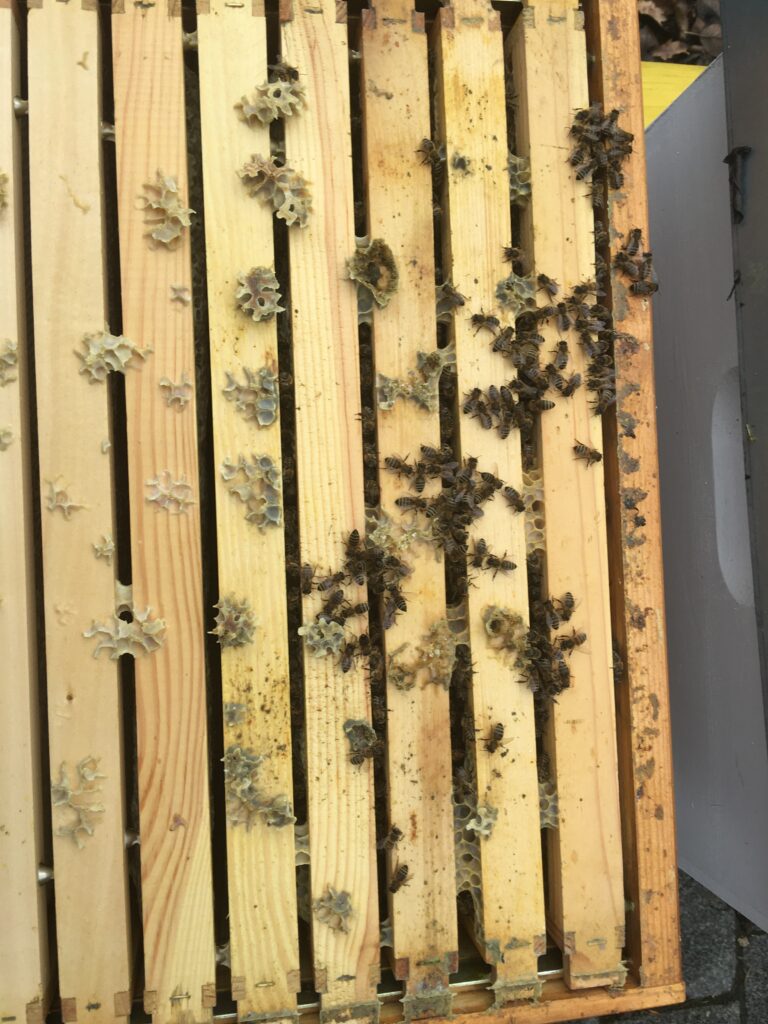 Oberansicht Oxuvar Winterbehandlung Dadant Volk 7