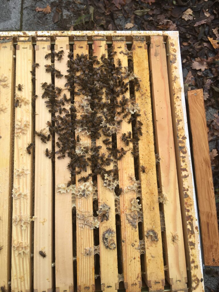 Oberansicht Oxuvar Winterbehandlung Dadant Volk 2