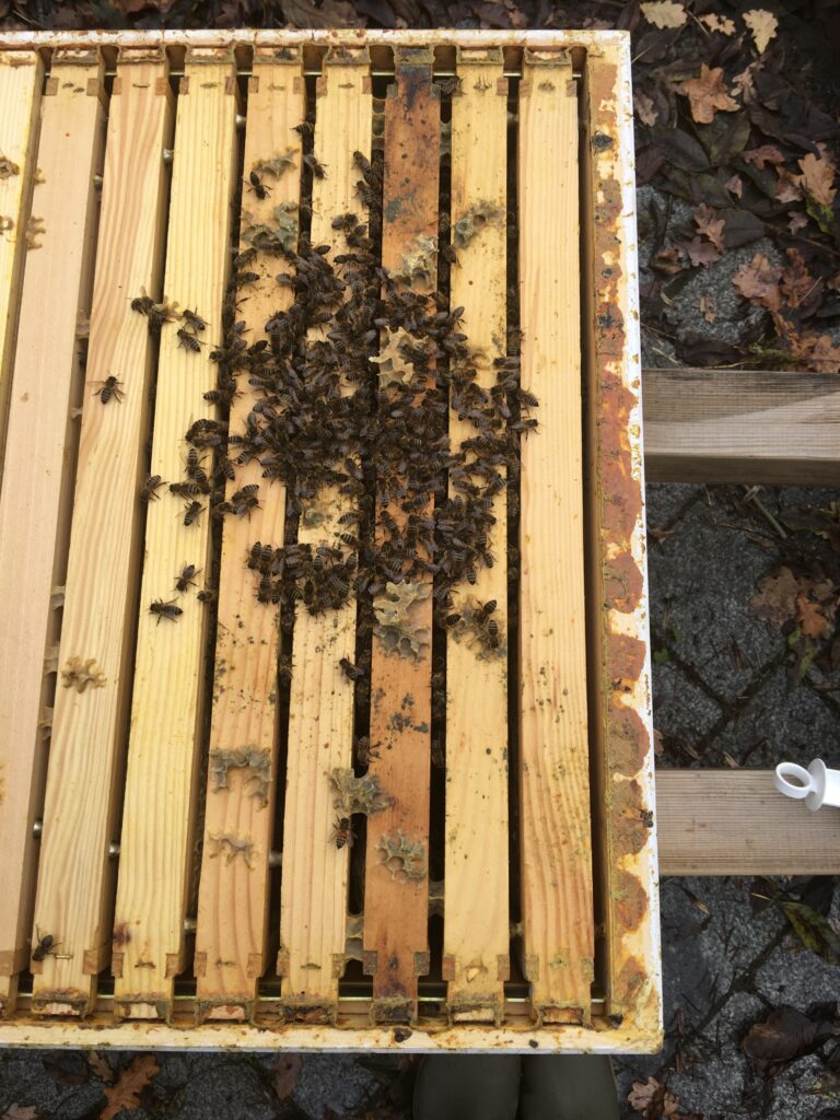 Oberansicht Oxuvar Winterbehandlung Dadant Volk 5