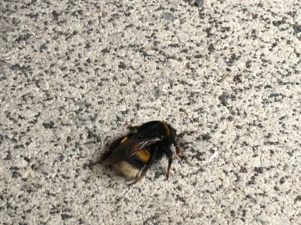 Hummel im Januar mit etwas Zuckerwasser