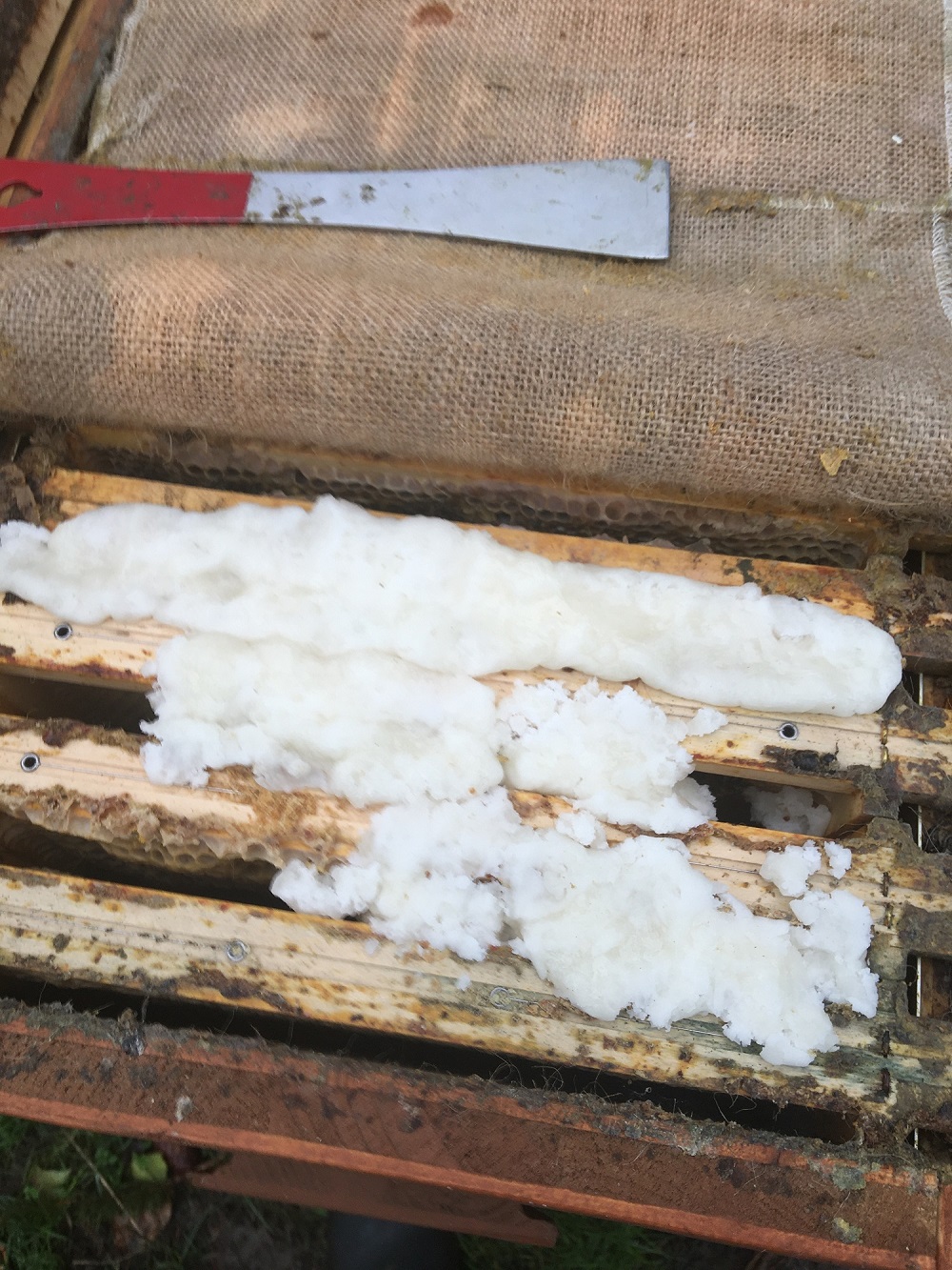 Futterteig bei der Bienenbox Bild 1