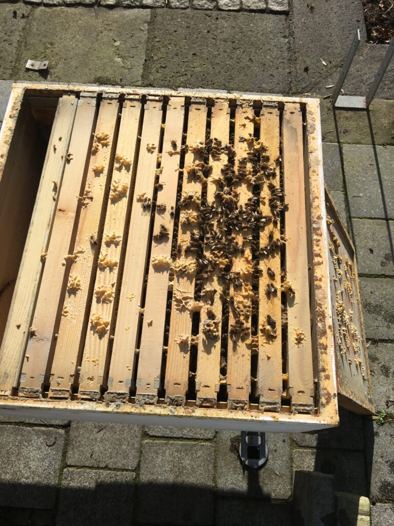 Volk 2 170220 Dadant Volk