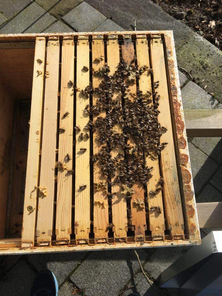 Volk 5 170220 eines der Dadant Völker