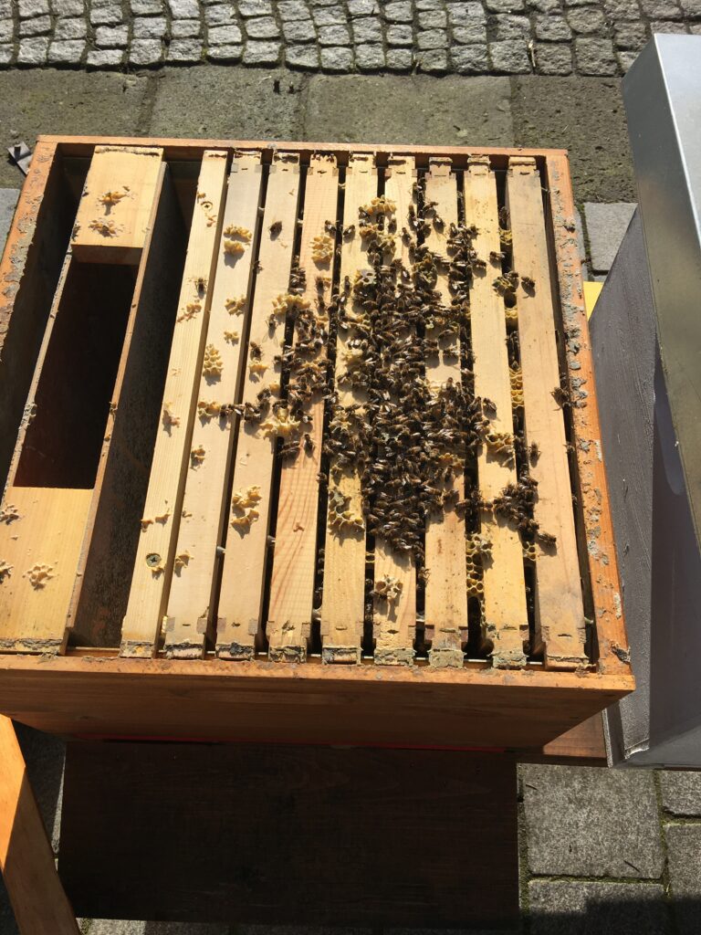 Volk 7 170220 Dadant Volk