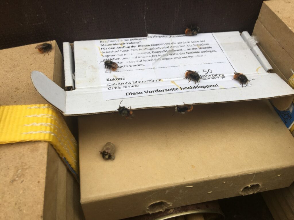 Alle Mauerbienen sind in der Nisthilfe