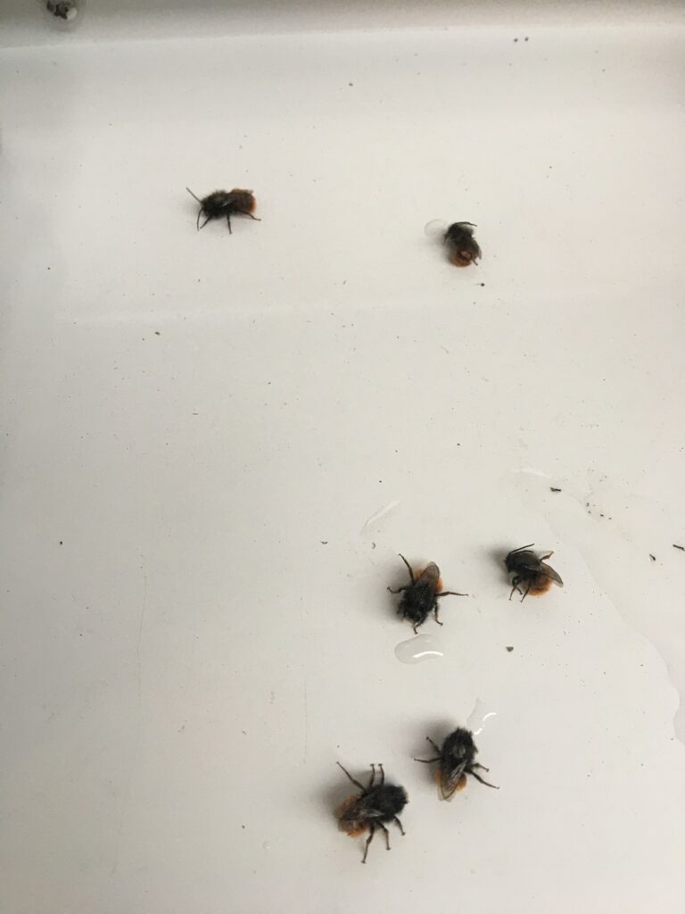 Die ersten gehörnten Mauerbienen 2020