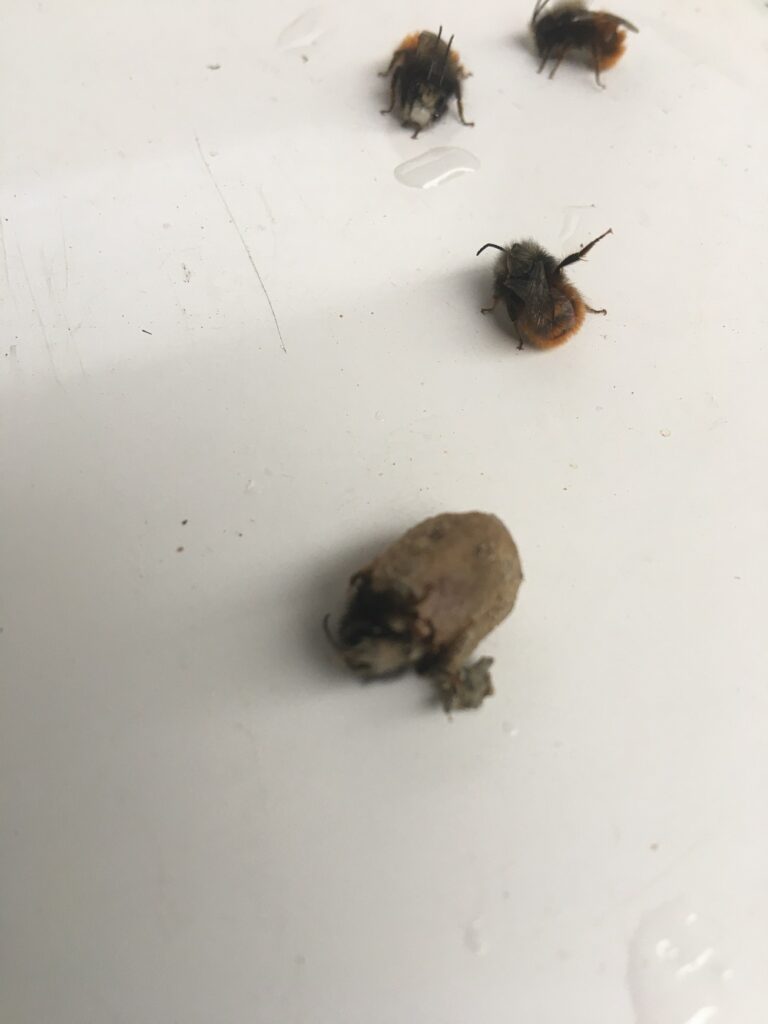 Die erste gehörnte Mauerbiene schlüpftt