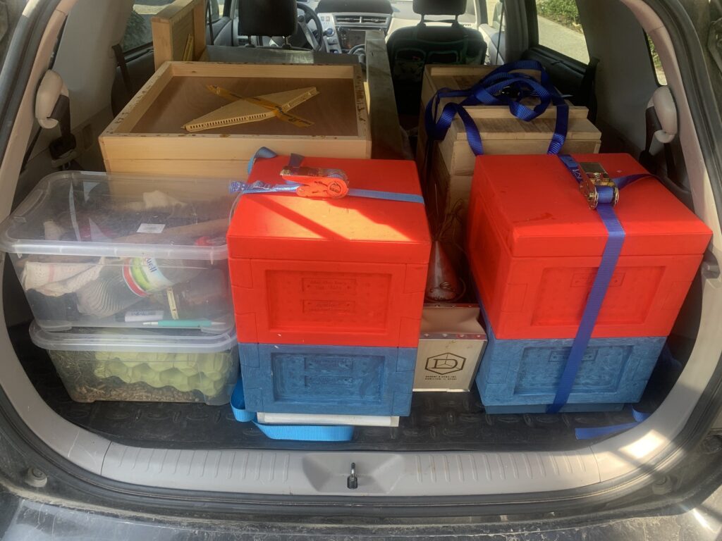 Bienen on Tour im Auto