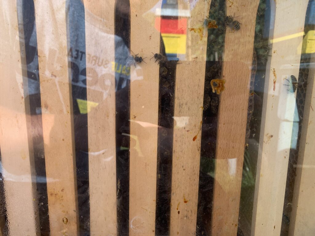 Bienenbox Volk 6 Sicht durch das Fenster