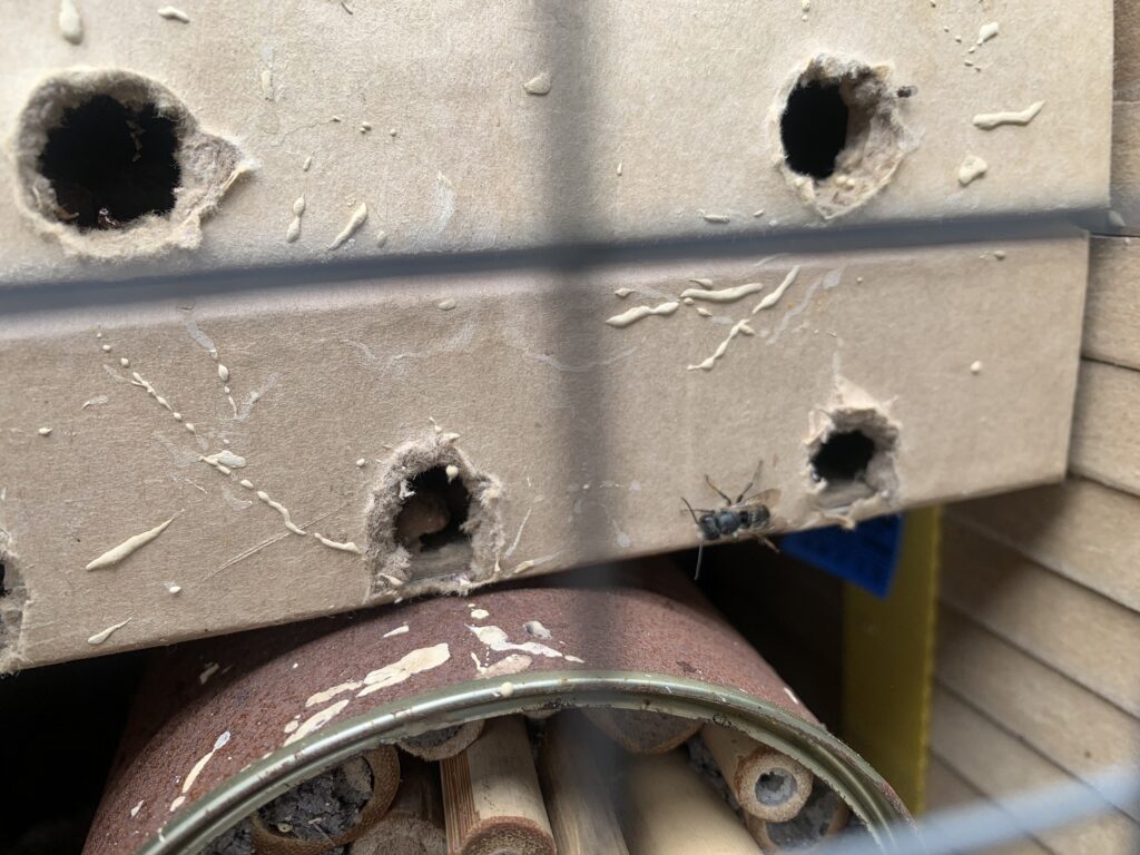 Mauerbienen im April Bild