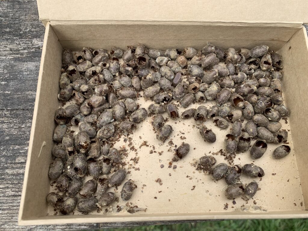 Mauerbienen im April Kokons