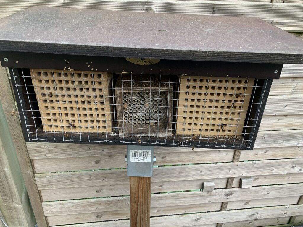 Mauerbienen im April Nisthilfe 1