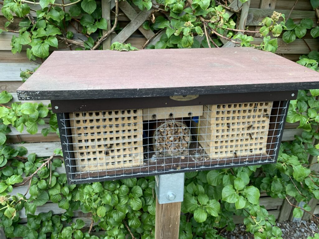 Mauerbienen im April Nisthilfe 2