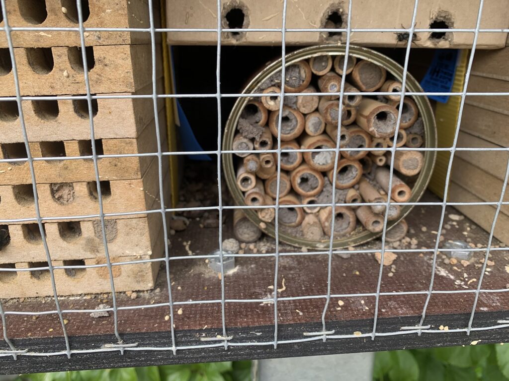 Mauerbienen im April erste Verdeckelung