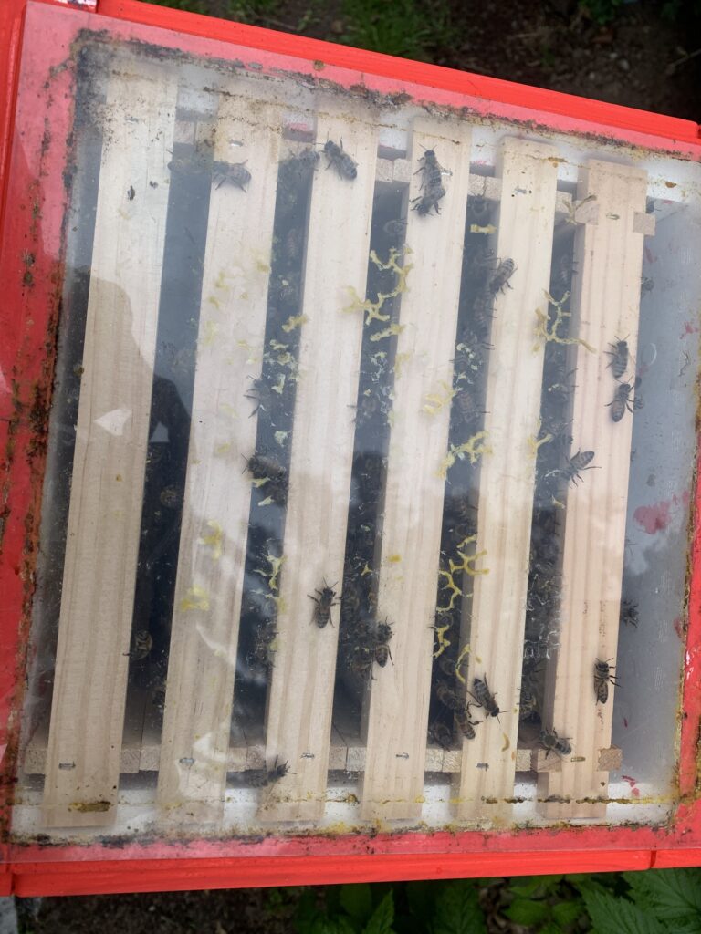 Volk 10 Mini Plus Zarge 4 April 2020