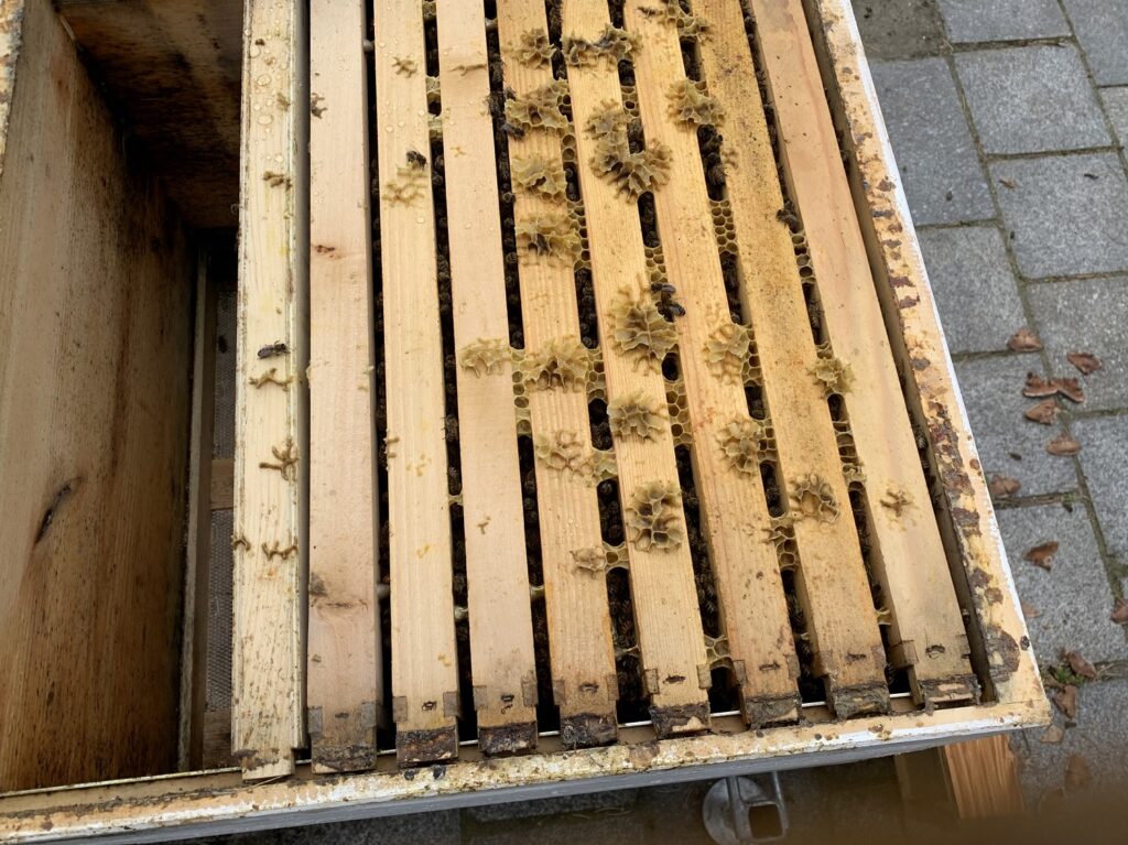 Volk 2 Stärke Ende 0320