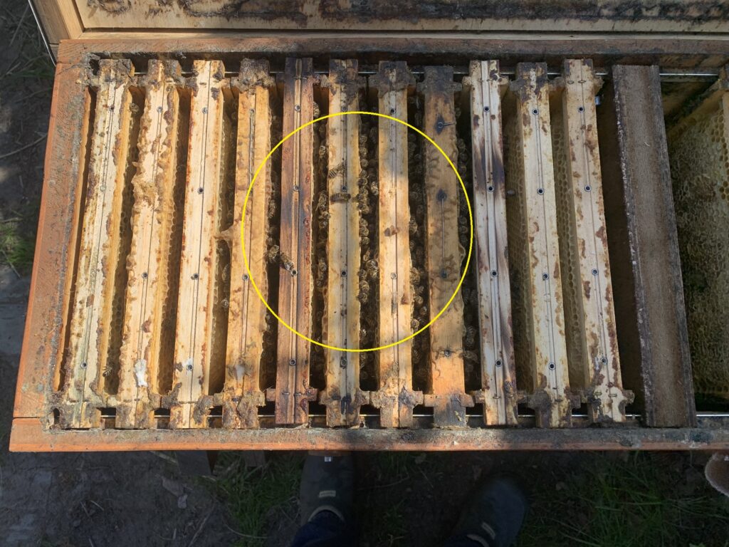 Volk 6 Annea Bienenbox Sitz 160420