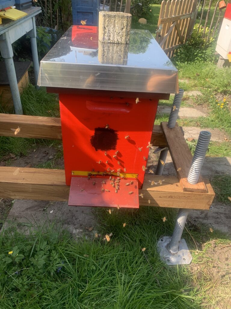 Volk 6 Annea nach dem umsetzen auf Dadant