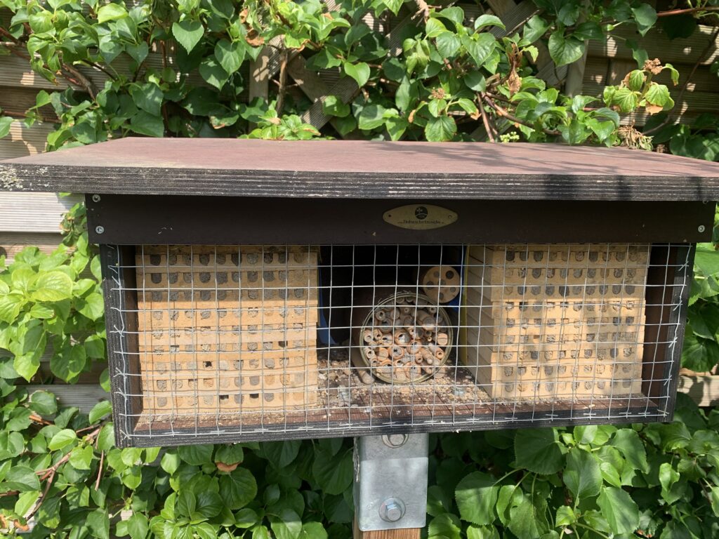 Mauerbienen im Mai Bild