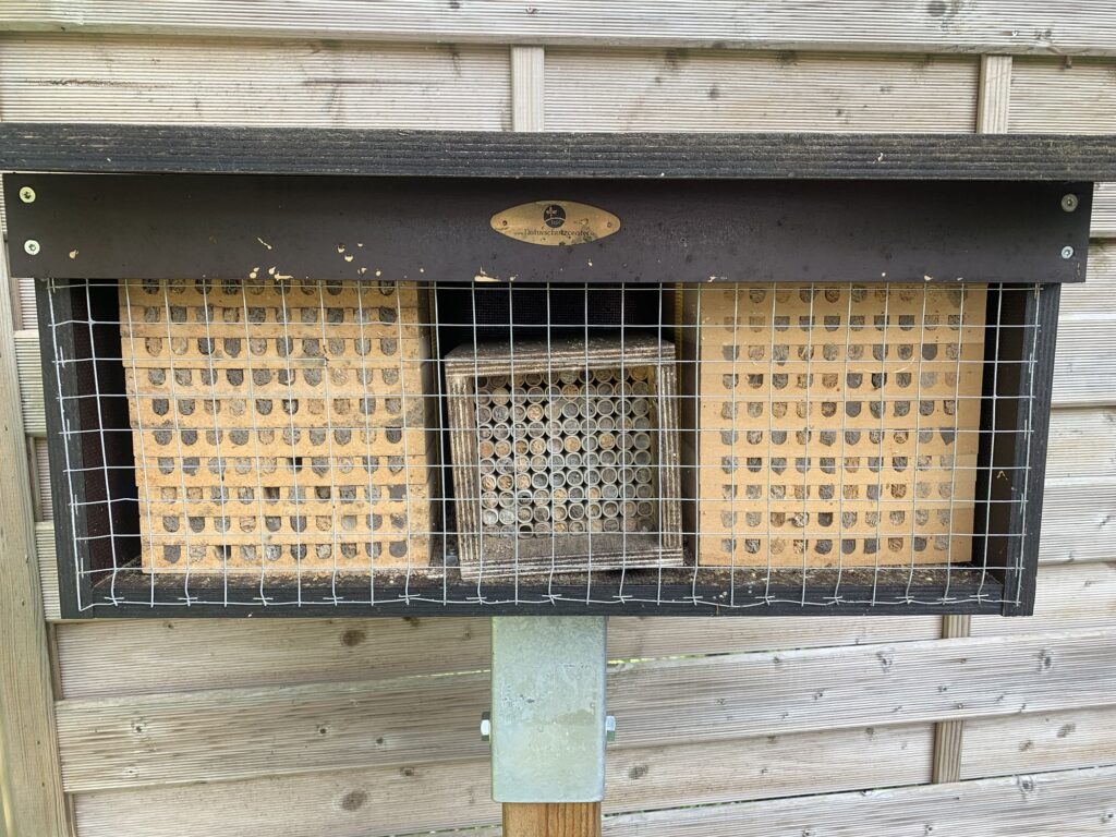 Mauerbienen im Mai Bild 2