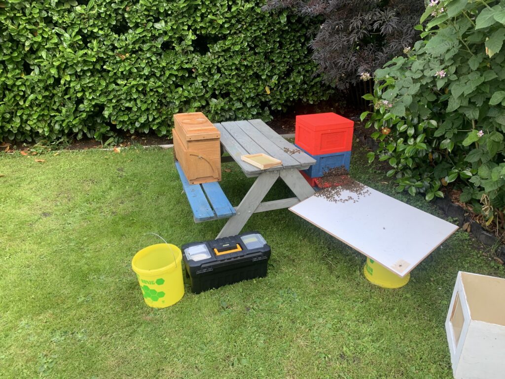 Bienenmonat Juni Bild