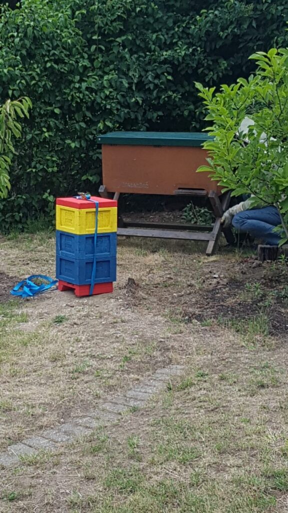 Mini Plus und Bienenbox Schwarm 1