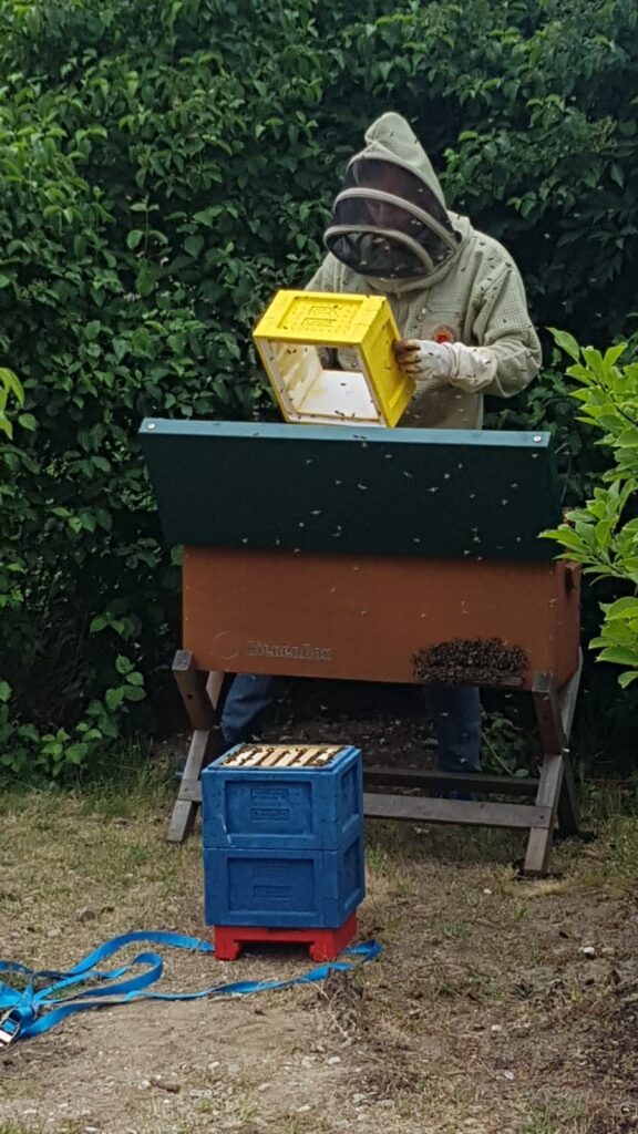 Schwarm 1 Bienenbox