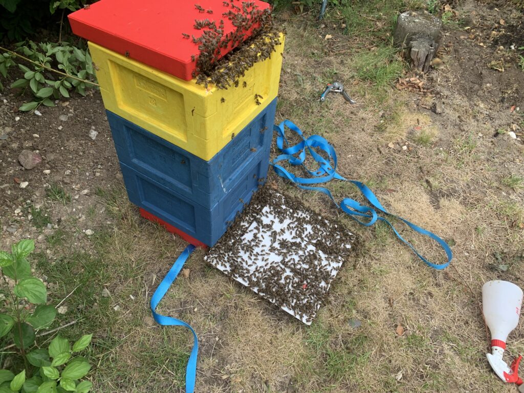 Schwarm 1 läuft ein Mini Plus