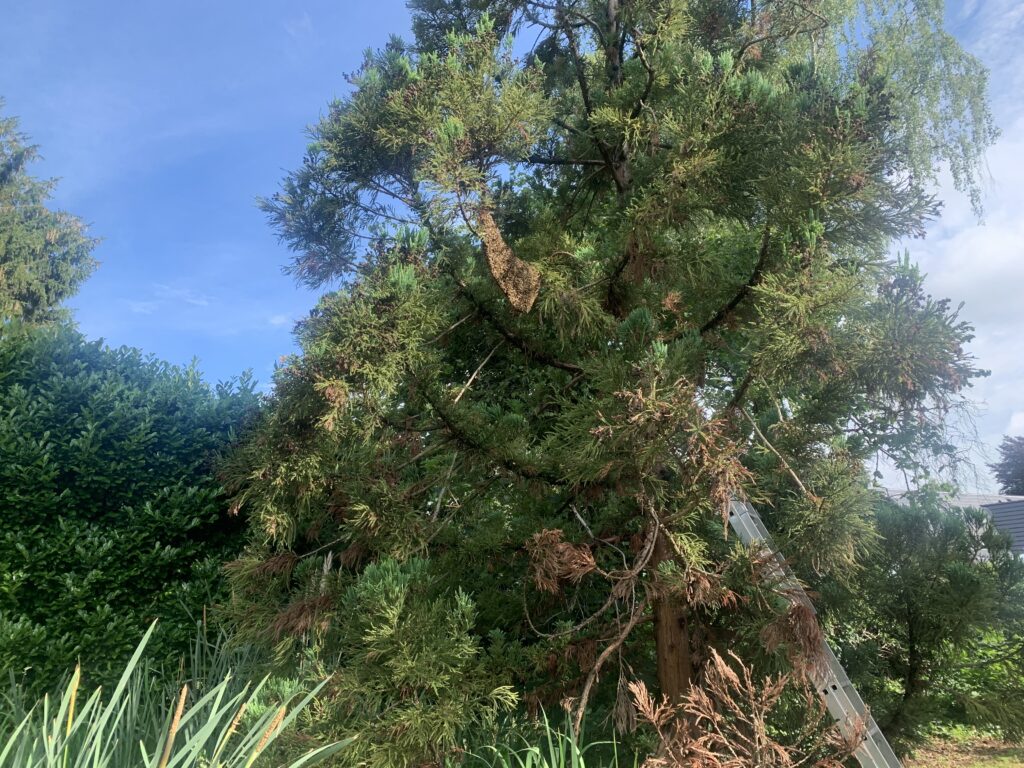 Schwarm 2 im Baum
