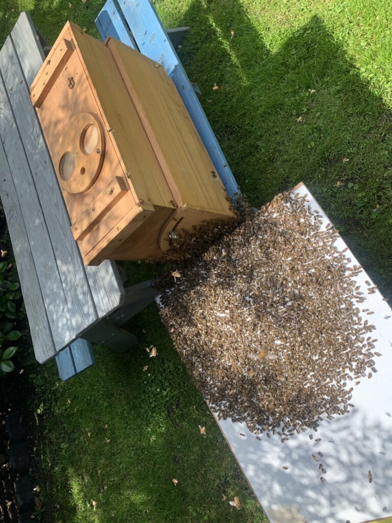 Schwarm 3 läuft ein