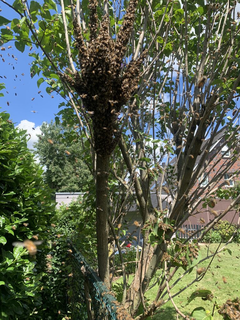 Schwarm 3 sammelt sich