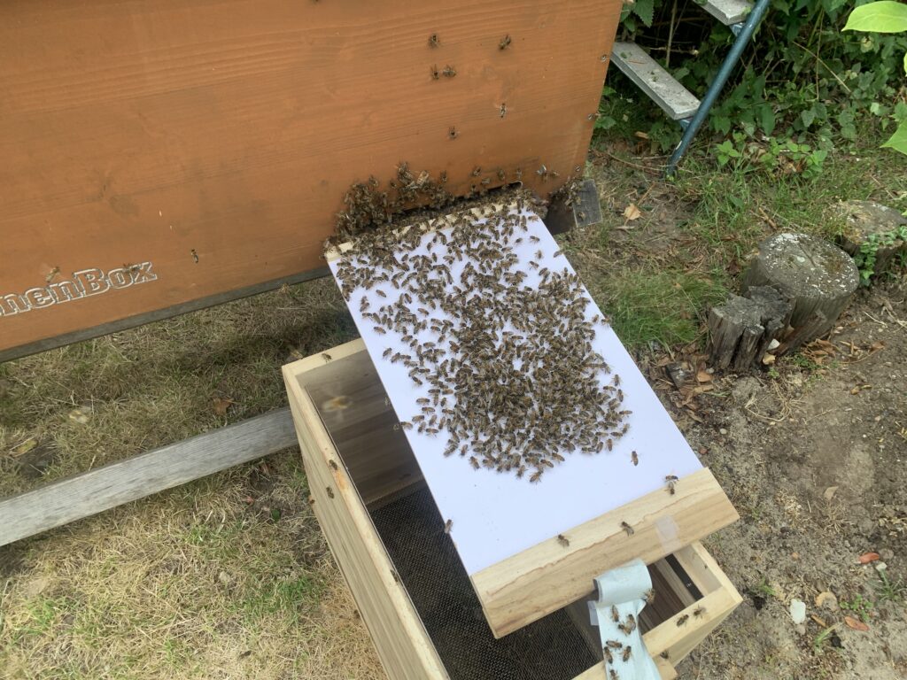 Schwarm Bienenbox einlaufen