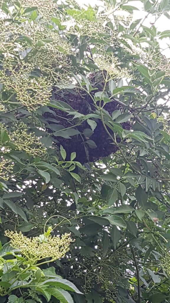 Schwarm Nr 1 Juni 2020