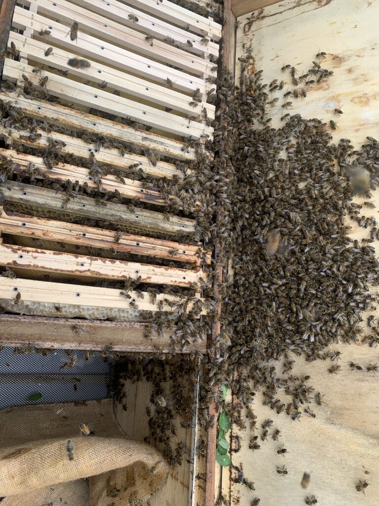 Schwarm in der Bienenbox