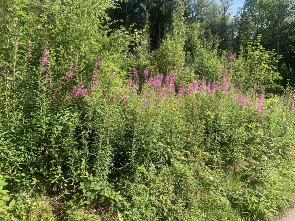 Bienenauszeit Urlaub In Den Ardennen Meine Bienen bienenauszeit-urlaub-in-den-ardennen-meine-bienen