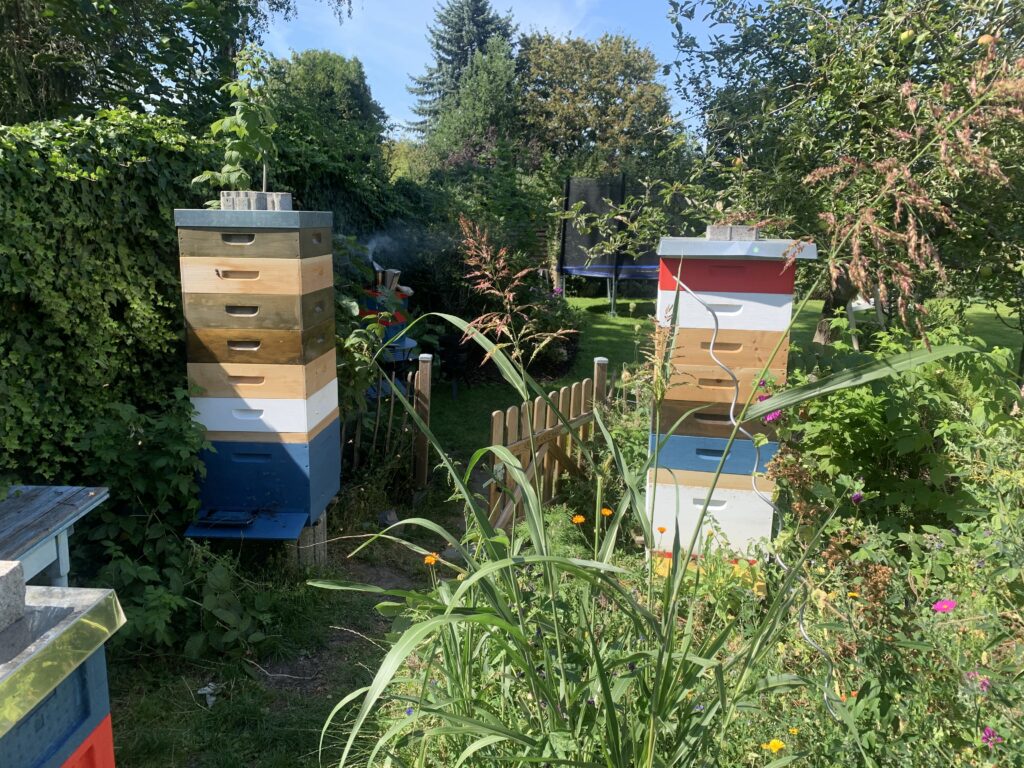 Honigräume ausschlecken lassen