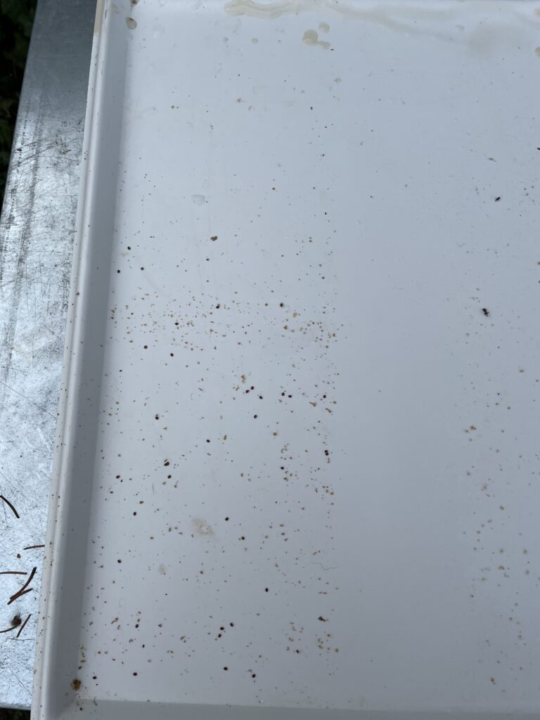 Volk 10 Milbenfall Varroa Dezember 2020