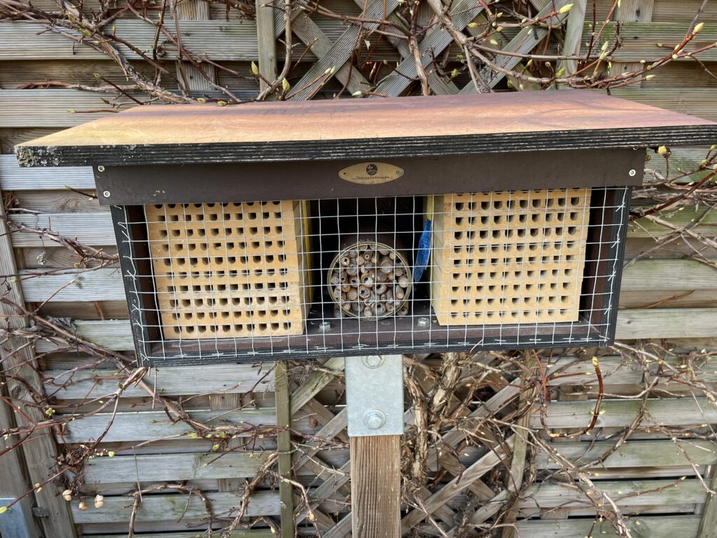 Die Wildbienen Saison rückt näher Bild