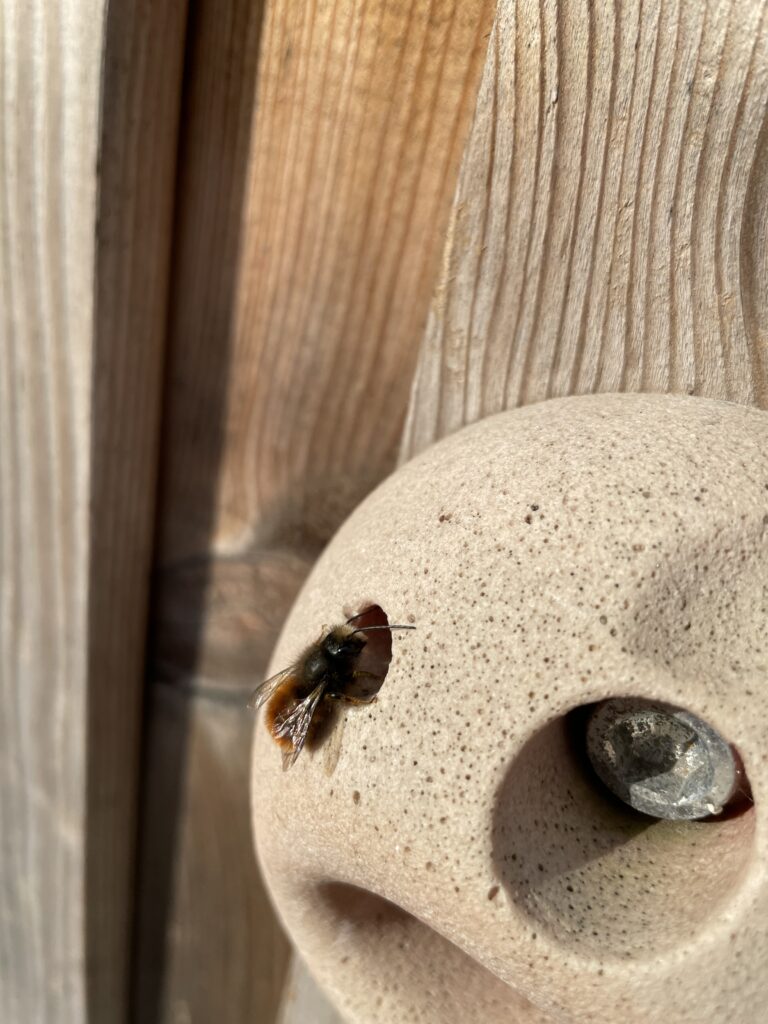 Erste gehörnte Mauerbiene in 2021 ist geschlüpft