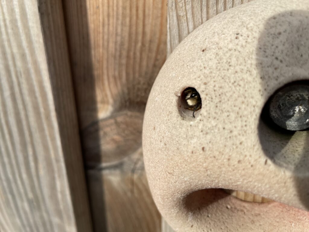 Erste gehörnte Mauerbiene geschlüpft Männchen